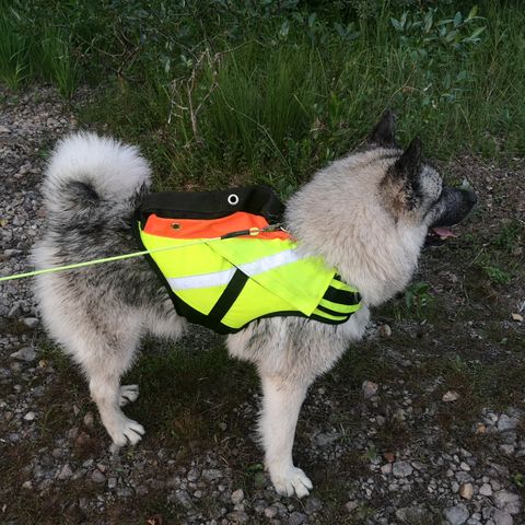 Kardog Raipe GPS-vest til hund