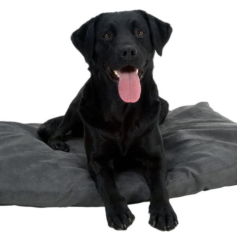 Buster Memory Foam Hundeseng