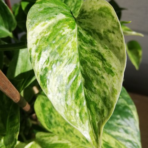 Epipremnum Aureum "Marble Queen" - Store  Stiklinger