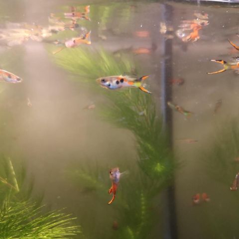 Endler Guppy