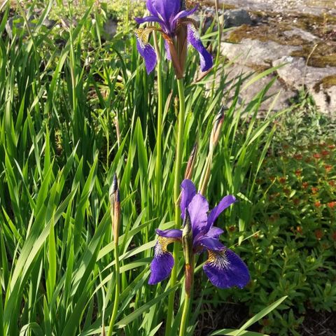 Stauder iris