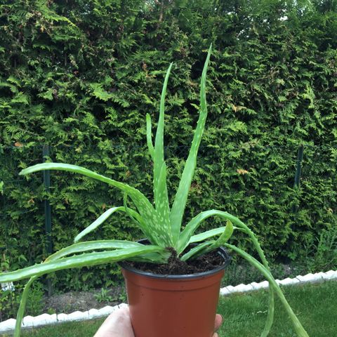 Små og store Aloe vera planter