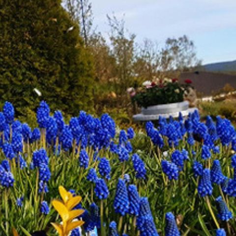 Perleblomst muscari