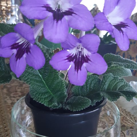 Streptocarpus