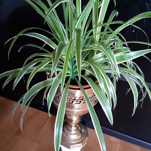 Grønnrenner/clorophyton comosum/Spider plant