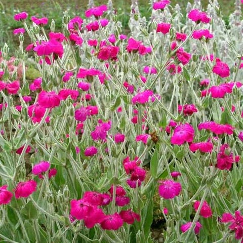 Annonsebilde