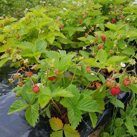 Månedsjordbær (flerårig plante som produserer bær hele sommersesongen)