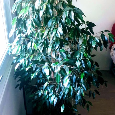 Benjamina Plante 150cm