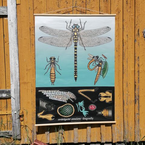 Skoleplansje plakat av dragonfly øyestikker