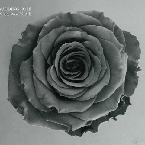 Budding Rose-cd