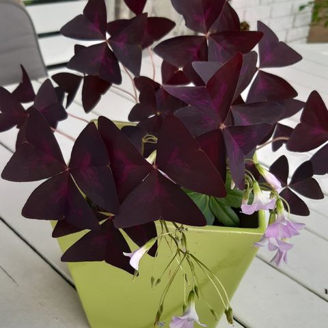 Oxalis triangularis