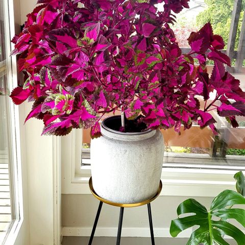 Fantastiske China Rose coleus stiklinger!