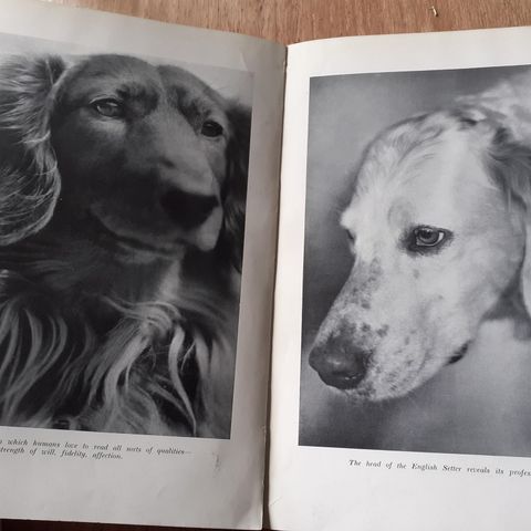 Hundebok fra 1935