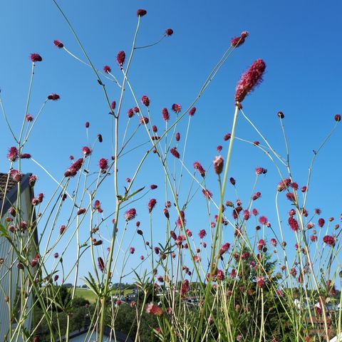 Blodtopp, lang blomstring,  Great burnet, stauder