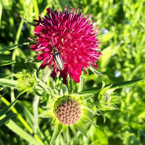 Annonsebilde