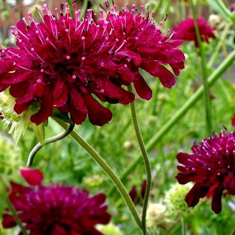 Makedoniarødknapp, stauder. Knautia macedonia, lang blomstring, biefavoritt.