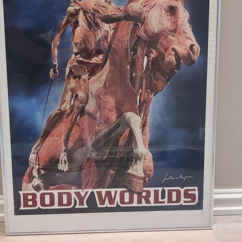 Body Worlds poster i ramme