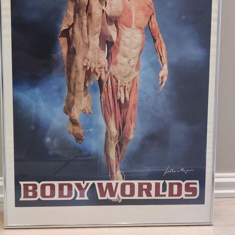 Body Worlds poster i ramme sølvfarget