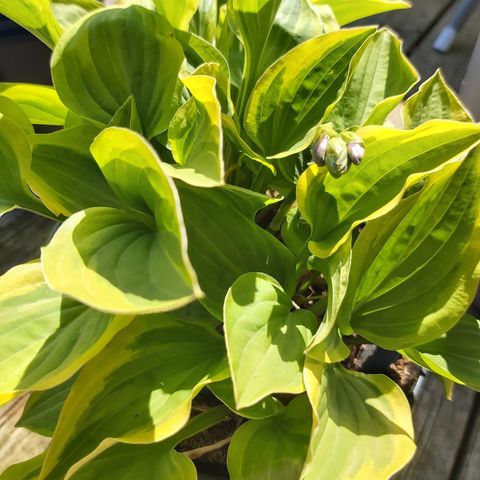 Hosta "golden tiara"