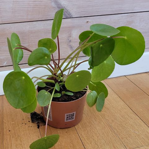 Pilea peperomioides (elefantøre)