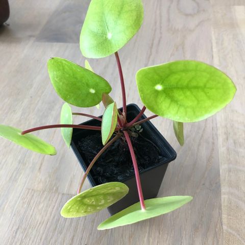 Pilea