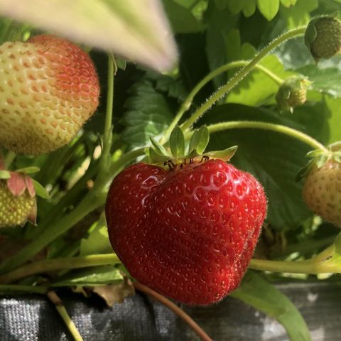 Jordbærstiklinger / Strawberry, Korona, Zephyr og Remonterende, stauder