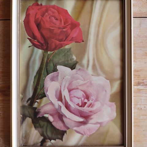 Retro rosebilde i glass & ramme 16,5 x 22,5 cm