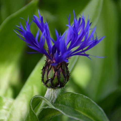 Annonsebilde