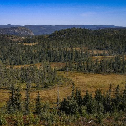 Jakt Valdres - Hedalen | Småvilt/Skogsfugl/Rådyr/Hare - 2t kjøring fra Oslo