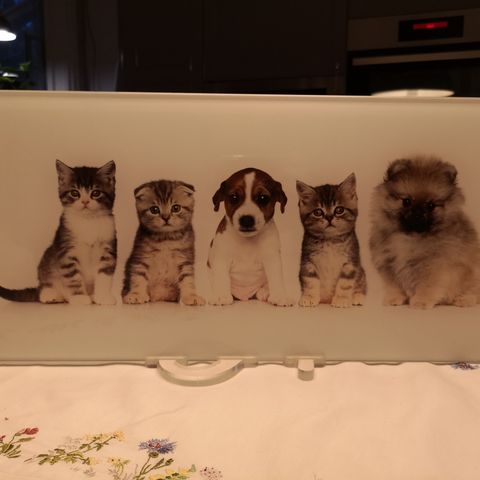 Søtt glassbilde av kattunger/hundevalper