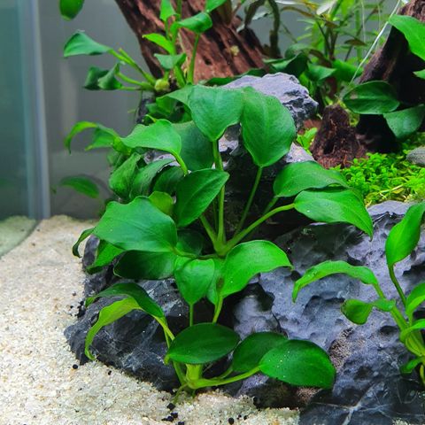 Akvarie plante Anubias Nana Petite