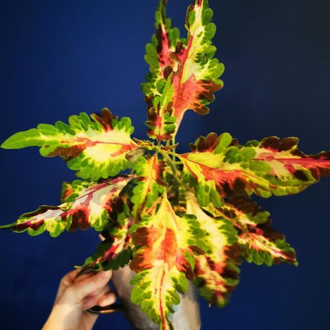 Coleus Indras Fairytale stiklinger