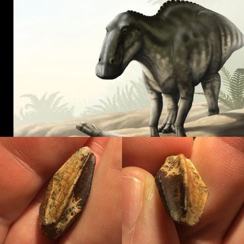 Edmontosaurus tann dinosaur nebbøgle USA tyrannosaurus - æra. Fossil