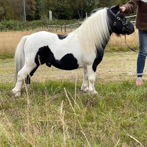 1pr1 kv Minishetlands hingst til avlstjeneste