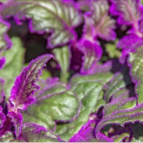 purple passion plant