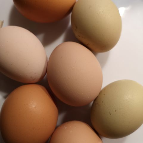 Egg fra lykkelige hagehøns, nydelig farge.