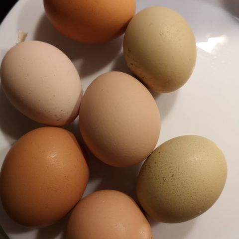 Ferske egg 5 kr stk