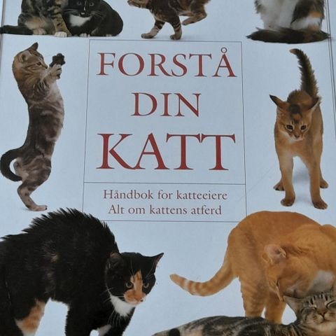 Forstå din katt