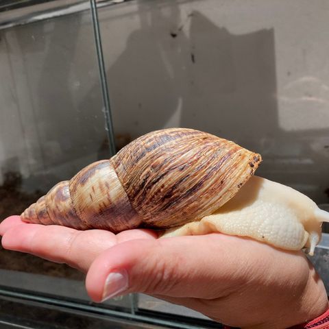 Achatina reticulata, Afrikansk kjempesnegle