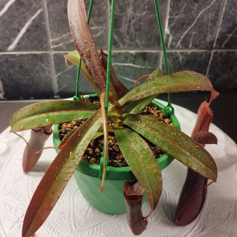 Nepenthes "Falcon" - Very Rare and Sought After Plant - Ready-to-plant Cuttings