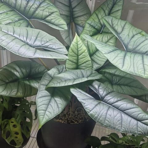 Alocasia Platinum knoller