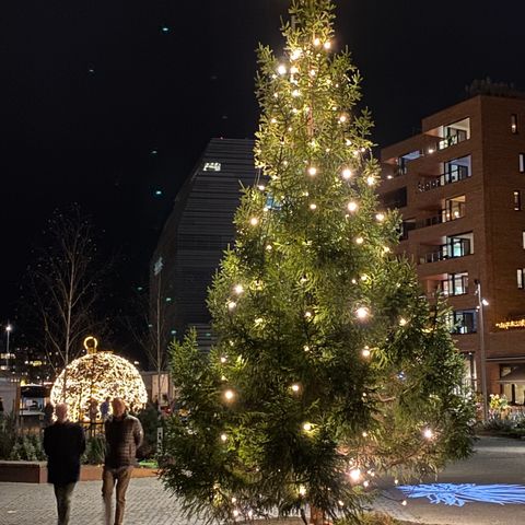 Stort juletre til salgs , store juletrær fra 3- 12 meter!