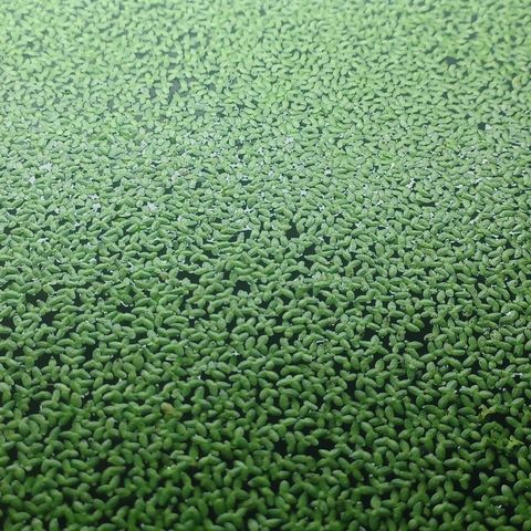 Akvarie planter Duckweed(lemna minor)