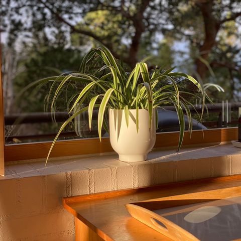 Grønnrenner planter, Chlorophytum comosum