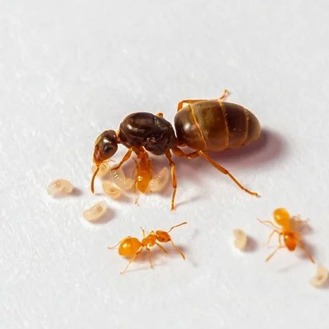 Dronningmaur kolonier.. Queen ants. Maur Kolonier til salg.