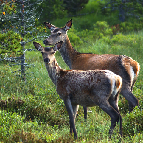 Hjortejakt på åremål ønskes