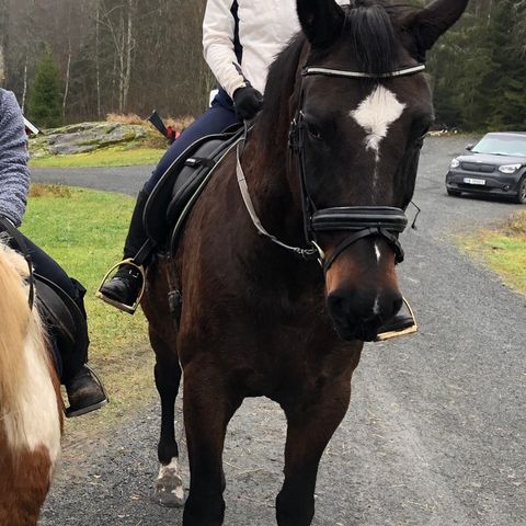 Voksen rytter søker fôrhest/ponni