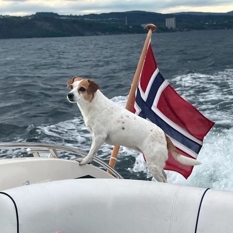 Hundevenn søkes til kommende ferie (Foreslått pris per dag tilbys)