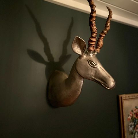 Antilope trenger nytt hjem!