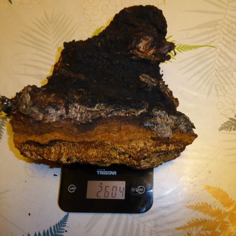 Chaga,kreftkjuke kun 500 kr for en kilo,kan sendes